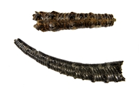 Toxoceratoide royerianus